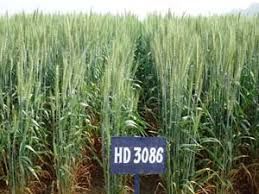 HD-3086 Wheat Seeds