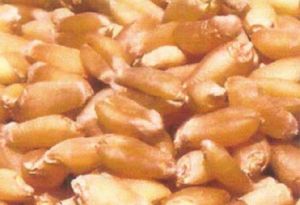 PBW-373 Wheat Seeds