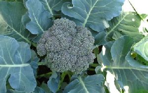 Fresh Broccoli (Organic)