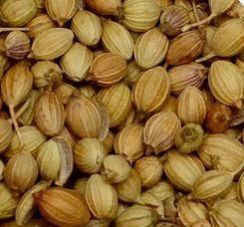 Parrot Quality Coriander Seeds