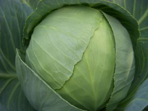 Cabbage