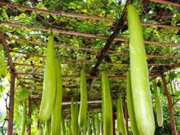 Bottle Gourd