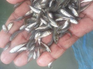 fish seed