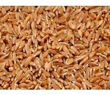 Bhalia Wheat