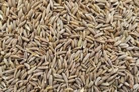 jeera seeds