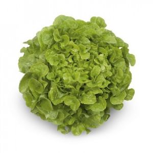 Lettuce Kristine Oak Leaves