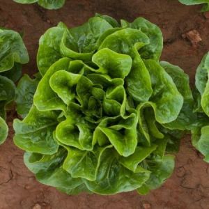 Lettuce Tiberius Oak Leaves