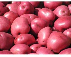 A Grade Red Potato