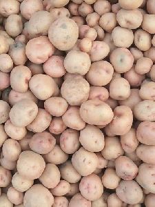 Kufri Red Potato