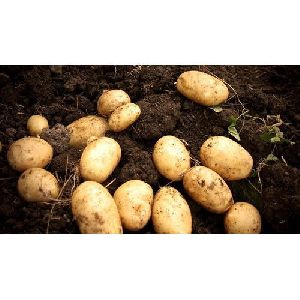 Potato Seeds