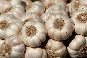 Fresh Garlic