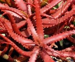 Red Aloe Vera Plant