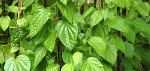 Betel Leaves