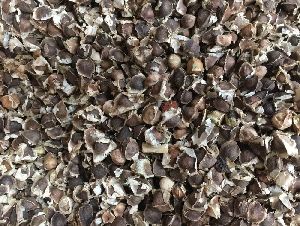 Moringa Seeds