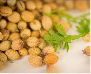 Coriander