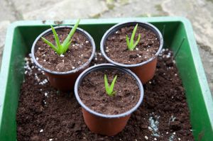 Aloe Vera Baby Plant