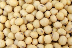 Soya Bean