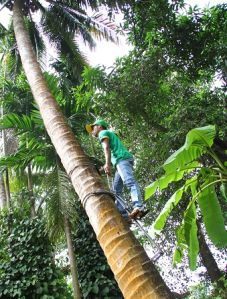 Coconut Climber Machine