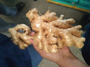 Fresh Ginger