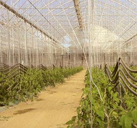 Greenhouse Twine