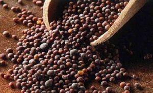 Mustard Seeds