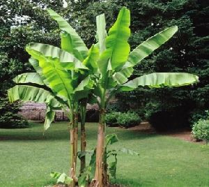 Banana Fruit Plant