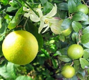 Lemon seedless plant