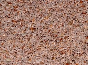 Psyllium Seed Husks