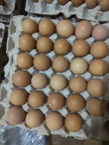 Poultry Brown Eggs bv380