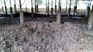 Chicken Manure