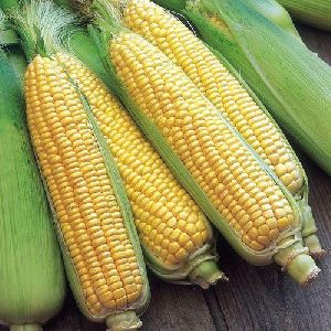 Maize