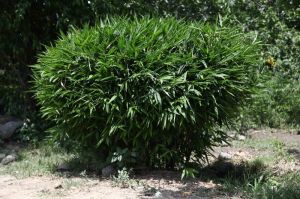 Bottle Brush Plant