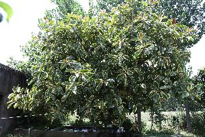 Cassia fistula, Golden shower Tree, Bahava Plant