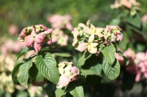 Royal Rainy Flowers