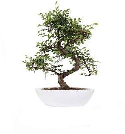 Beautiful Chinese Elm Bonsai Plant