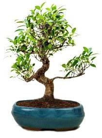 S Shape Ficus Bonsai Tree