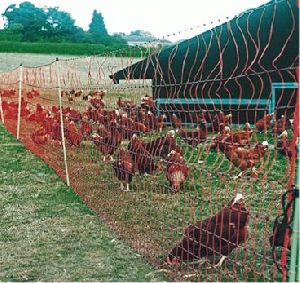 poultry nets