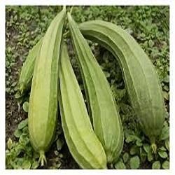 Ridgegourd Shipra seed