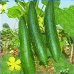 Spongegourd Sonakshi Seeds