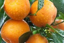 Jubilant Mandarines and Oranges