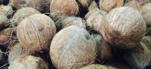 Coconut