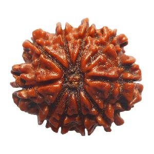 dus mukhi rudraksh