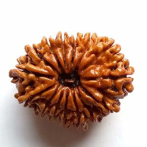 pendra Mukhi Rudraksh