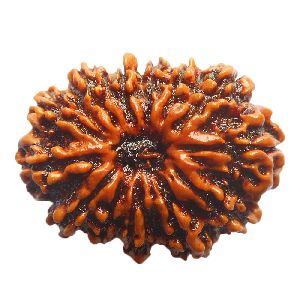 terah Mukhi Rudraksh