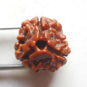 theen mukhi rudraksh