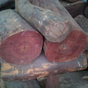 Red Sander Logs