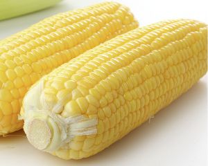 Whole Corn Cobs