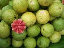 Guava Fresh Fruits