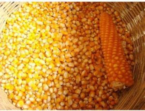 Pure Yellow Maize Seeds