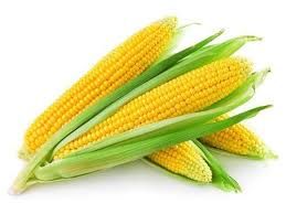 whole yellow maize